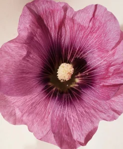 Chloé Womens Perfume^Atelier des Fleurs Hibiscus Abelmoschus Eau de Parfum 50ml