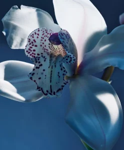 Chloé Womens Perfume^Atelier des Fleurs Orchidée de Minuit Eau de Parfum 150ml