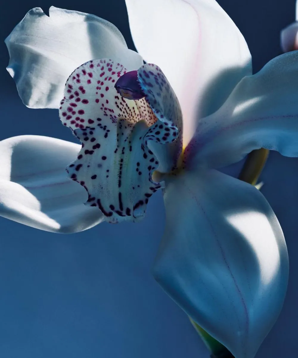 Chloé Womens Perfume^Atelier des Fleurs Orchidée de Minuit Eau de Parfum 50ml