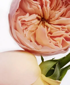 Chantecaille Candles & Candle Holders|Womens Perfume^Darby Rose Eau de Parfum 75ml