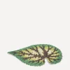 Astier de Villatte Tableware|Living Room^Leaf 55 Platter