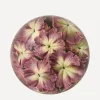 John Derian Stationery And Games^Primula Cortusoides Dome Paperweight